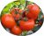 Tomatoes Neptune F1