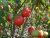 Tomatoes Glasha