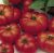 Tomatoes Marmande