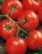 Tomatoes Fouette F1