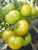 Tomatoes Emerald apple
