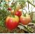 Tomatoes Cardinal