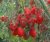 Tomatoes Cream giant red