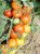 Tomatoes Aurora F1