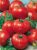 Tomatoes Yurand