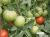 Tomatoes Irina