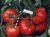 Tomatoes 2 pole