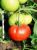 Tomatoes Fidelity