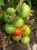 Tomatoes Dniester red