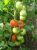 Tomatoes Xenia