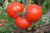 Tomatoes Perun