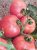 Tomatoes Pink miracle