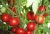 Tomatoes Anastasia F1