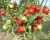 Tomatoes Blagovest F1