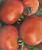 Tomatoes Boomerang F1