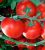 Tomatoes Vitador F1