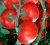 Tomatoes Vladimir F1