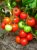 Tomatoes Dolphin F1