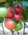 Tomatoes Donna Rosa F1