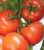 Tomatoes Pal F1