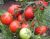 Tomatoes Iris