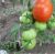 Tomatoes Kirzhach F1
