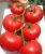 Tomatoes Kostroma F1