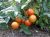 Tomatoes Fortress F1