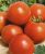 Tomatoes Leopold F1
