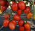 Tomatoes Lerika F1