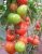 Tomatoes Minuet F1