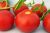 Tomatoes Milady F1