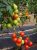 Tomatoes NC-Sonata F1