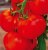 Tomatoes Olga F1