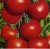 Tomatoes 8 Pilgrim F1