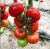 Tomatoes Semko Union F1