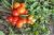 Tomatoes Stupike (Moravian miracle)