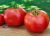 Tomatoes Favorite F1