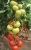 Tomatoes Figaro F1