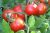 Tomatoes Flagship F1