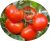 Tomatoes Fountik F1