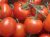 Tomatoes Shagane F1