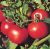 Tomatoes Junior F1