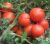 Tomatoes Yamal