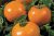 Tomatoes Amber