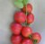 Tomatoes Hybrid-2 Tarasenko Pink