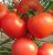 Tomatoes Gospodar