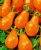 Tomatoes Pear Orange