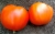 Tomatoes Dream lover