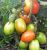 Tomatoes Baskakov